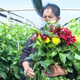 High-tech flower farming transforms Hanoi's agricultural landscape