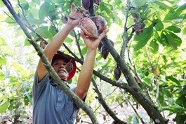 Cocoa prices surge, importers turn focus to Việt Nam's growing regions