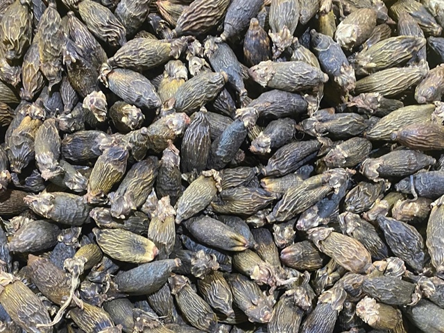 Freshly harvested betel nuts at a factory in Dak Lak - Photo: DUONG ANH / Tuoi Tre