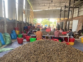 ​Why are Chinese traders rushing to buy immature betel nuts from Vietnam?