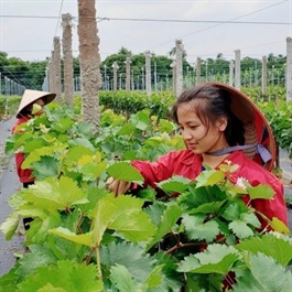 Hanoi promotes eco-friendly agricultural models