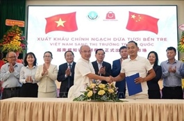 Bến Tre officially exports fresh coconuts to China