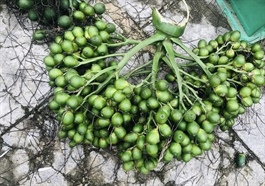 ​Areca nut prices plummet as Chinese traders withdraw from market in central Vietnam