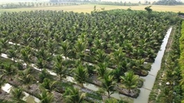 Nine coconut plantations in Trà Vinh cleared for export to China