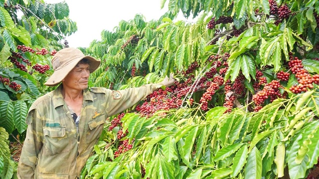 Lâu nay, nhiều nông dân chủ yếu ký gửi tại các đại lý. Ảnh: LK.