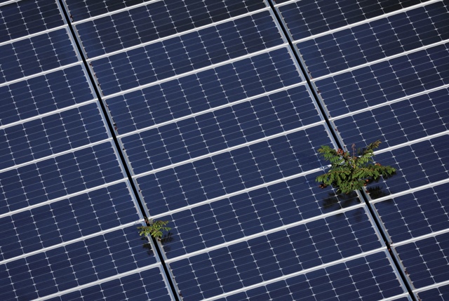 Plants grow through an array of solar panels in Fort Lauderdale, Florida, U.S., May 6, 2022. Photo: Reuters