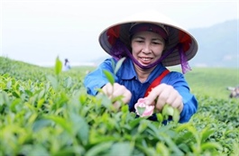 Việt Nam ranks fifth in the world in tea exports