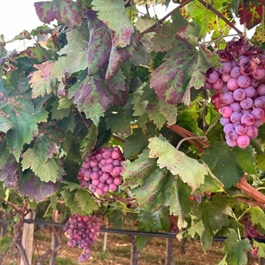 Italy’s fresh table grapes: The model for sustainable agriculture and food safety