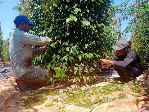 Việt Nam's pepper exports surpass $1 billion In first 10 months