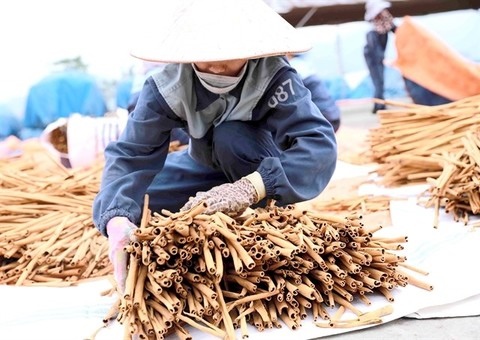 Cinnamon industry seeks to take advantage of trade deal to expand exports to the UK