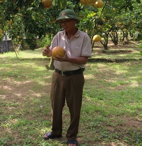 Tân Lạc red pomelo: from local delicacy to global export aspirations