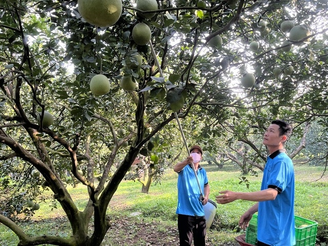 Giá bưởi Tết có thể tăng sốc- Ảnh 1.