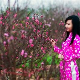 Hanoi's flower villages are in full Tet preparation mode