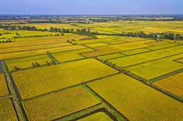 ​Vietnam’s rice export price lowest in 19 months