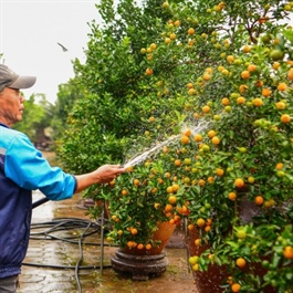 Bustling Tu Lien traditional kumquat village in high season