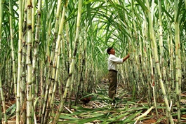 Carbon credit project set for Thanh Hoa’s sugarcane