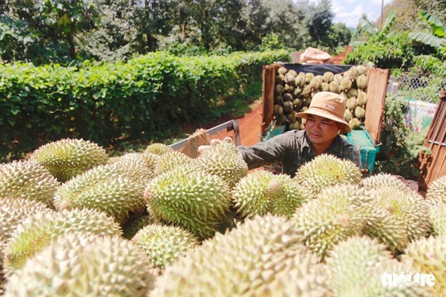 ​Durian farming a profitable business for Vietnamese firm in Laos