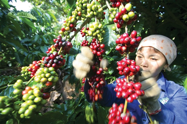 Coffee arena gains from export prices