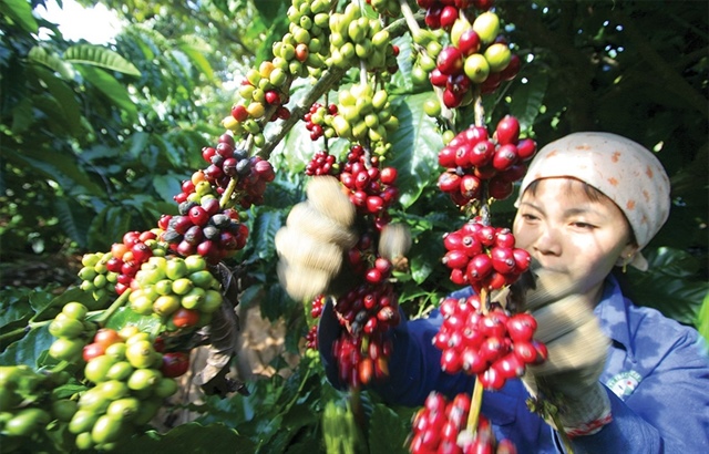 Coffee arena gains from export prices