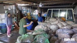 Phu Quoc residents busy making dried fish, shrimp for Tet