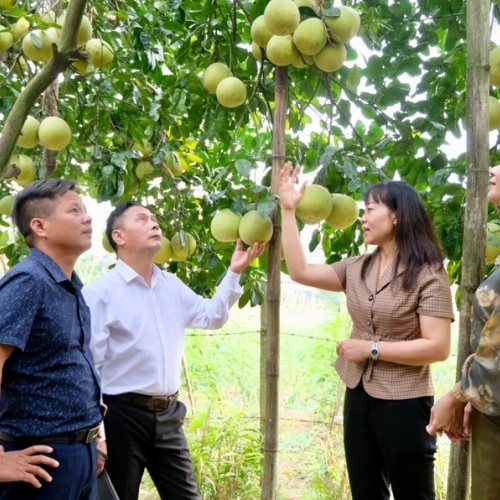 Hanoi urged to develop urban agriculture and tourism models in 2025