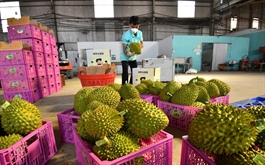 ​Vietnam's durian exports challenged by China's banned substance test rule