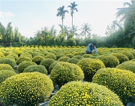 Chợ Lách: the Mekong Delta’s ornamental plant production district