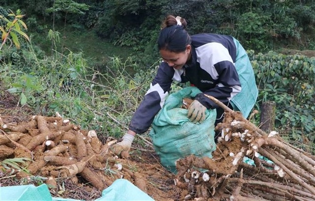 China remains the largest market for Việt Nam’s cassava and cassava products