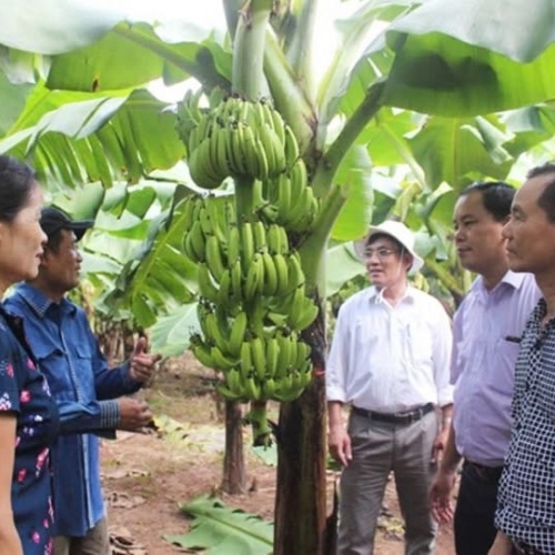 Hanoi to build more fruit brands by 2025