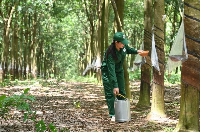 ​Vietnam’s rubber industry thrives as 2024 export prices climb on strong demand