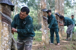 Vietnam Rubber Group targets 16.5% increase in rubber latex prices this year