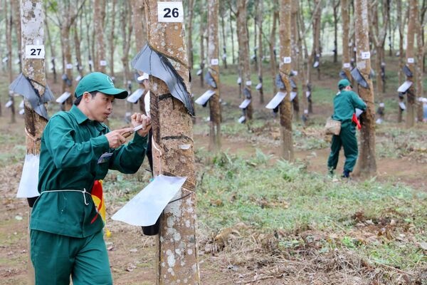 Việt Nam's rubber exports to Malaysia surge more than fivefold