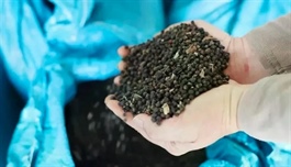 Việt Nam’s pepper industry expects dynamic market in 2025