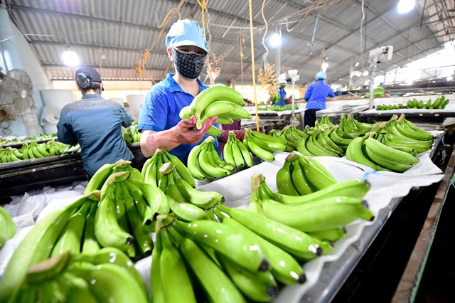 Vietnam’s bananas were most consumed in China, surpassing Philippine bananas for the first time in 2024. Photo: Q.Dinh / Tuoi Tre