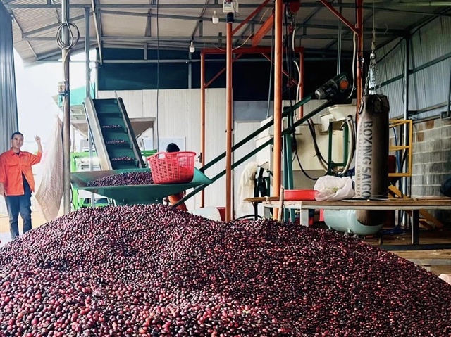 ​Vietnam's coffee exports reach record high