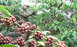 Coffee prices hit record highs, heightening speculation risks