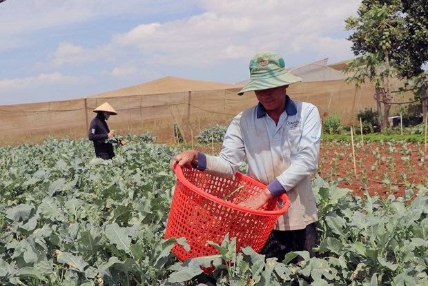 Lâm Đồng’s agricultural product exports reach nearly $40 million