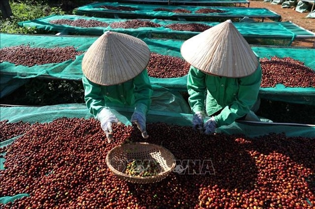 Willis and Global Parametrics provide drought insurance to Việt Nam’s coffee farmers