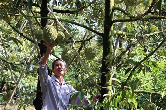 Việt Nam’s durian exports to China plummet by 80%