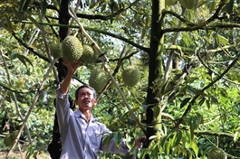 Việt Nam’s durian exports to China plummet by 80%