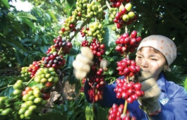 Cross-border e-commerce surge propels coffee exports