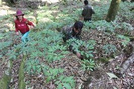 Quảng Nam's medicinal herb industry hub project approved