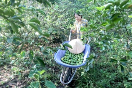 Kiên Giang aims to increase exports, expand agriculture through farming area codes