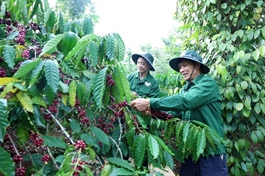 Vietnamese businesses stand to gain as Algeria reduces import taxes on coffee