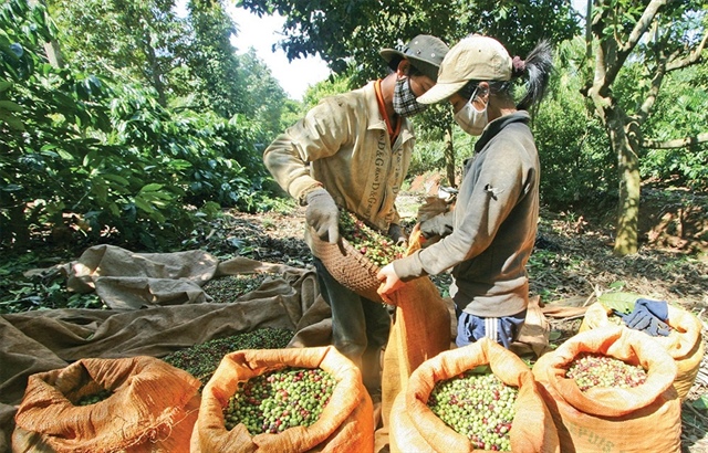 Deep processing leads to coffee group gains