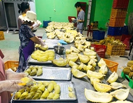 ​Vietnam’s frozen durian exports to China: Challenges and unfulfilled expectations