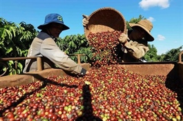 Việt Nam's coffee exports aim for $6 billion milestone