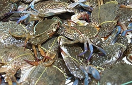 Vietnam's crab exports up 86 per cent