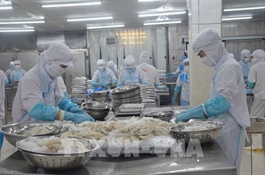 Bà Rịa-Vũng Tàu faces shortage of seafood for processing amid huge overseas demand