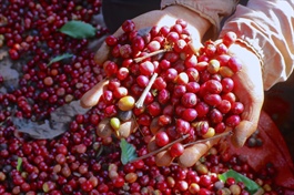 ​Vietnamese firm expands deforestation-free coffee exports to US